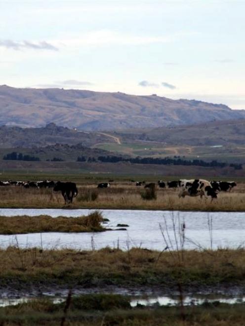 Cows graze near the upper Taieri River in the  Maniototo last year. Grazing in wetlands near...