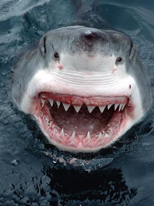 Critics of the cage-diving industry say it lures sharks to attack humans. Marine biologists say...