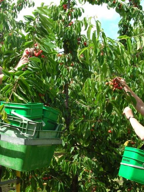 Cromwell's Jackson Orchards staff (from left), Sarah Hobbs and Elaine Direen, pick Central Otago...
