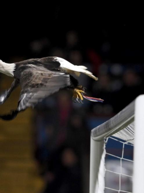 Crystal Palace's mascot, a white headed eagle, flies before the start of the team's League Cup...
