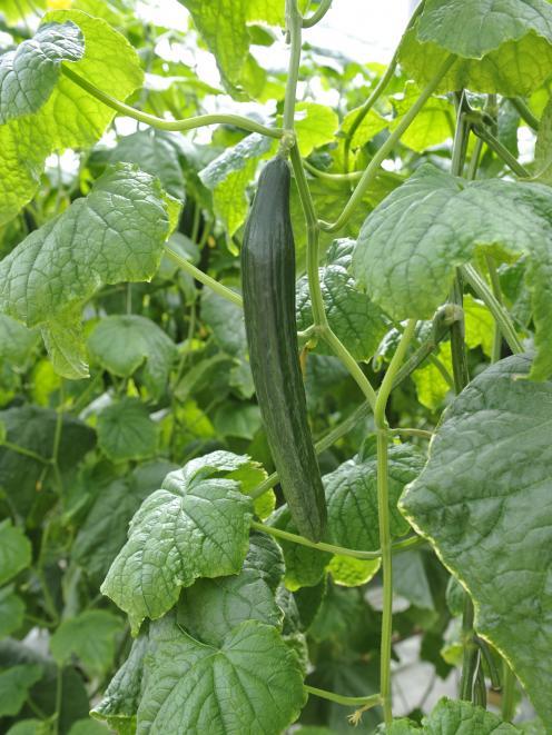 Cucumber plants need regular watering at this time of year. Photo from vegetables.co.nz