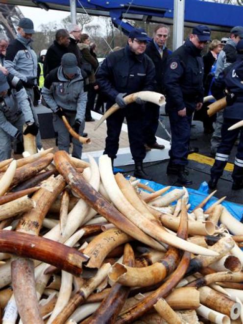 Customs agents hold ivory tusks which will be pulverized into dust during the exhibition of...