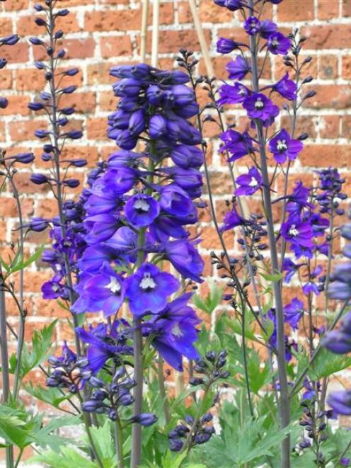 Cut delphiniums back after blooming and they will produce new flower spikes. Photo by Gillian Vine.