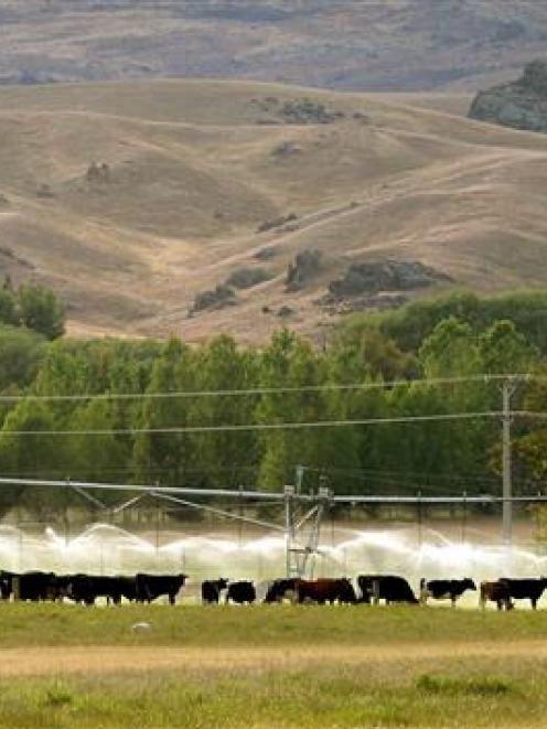 Dairy cows graze on irrigated grass near Paerau in Central Otago. PHOTO:  STEPHEN JAQUIERY