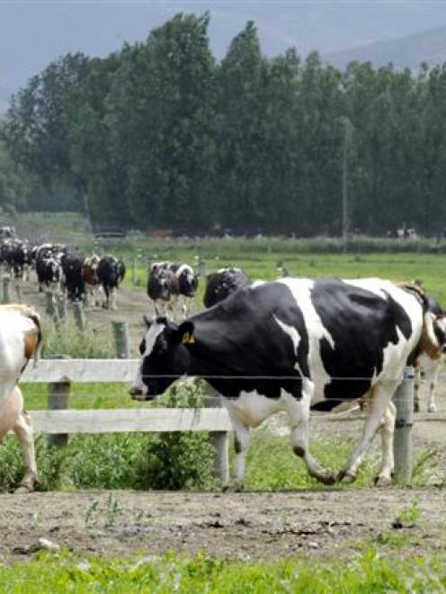 Dairy cows trudge to the milking sheds near Momona yesterday. Photo by Gerard O'Brien.