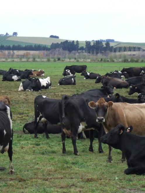 Dairy exports lifted in November. Photo by Sally Rae.