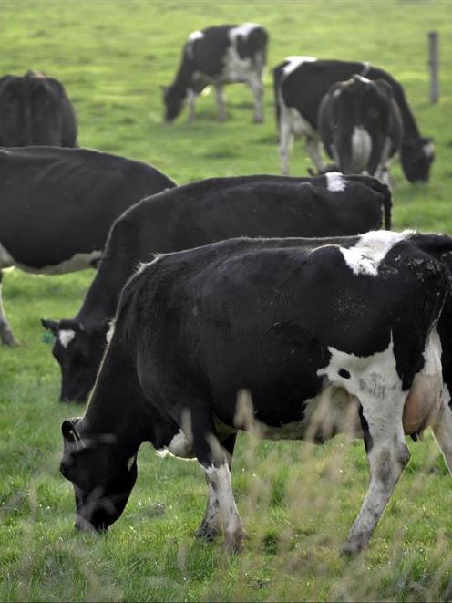 Dairy farmers face a bleak season. Photo by Christine O'Connor.