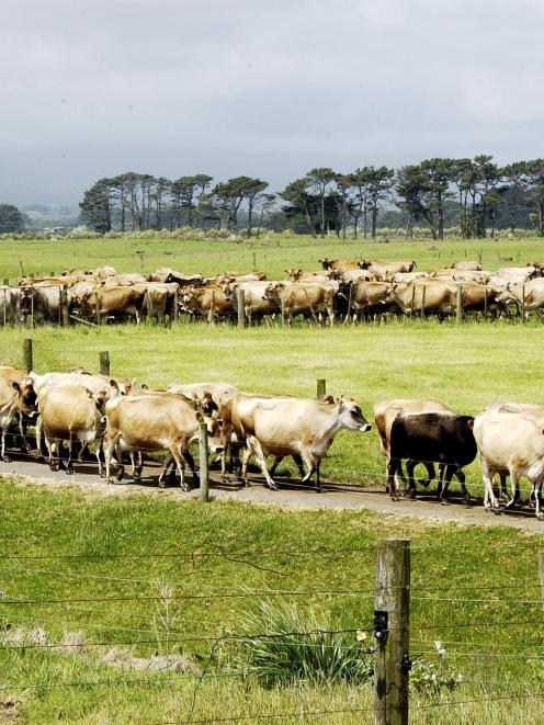 Dairy farmers' Fonterra shares could provide them with a windfall.  Photo from DairyNZ.