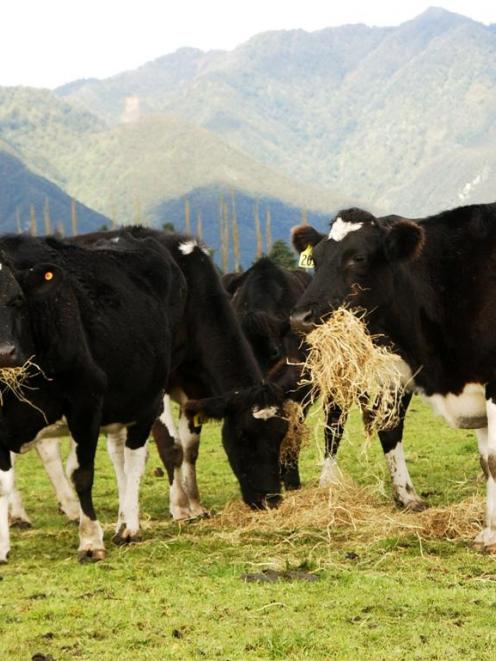 Dairying is set to rival construction in boosting New Zealand's economy. Photo by ODT.