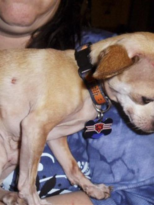 Dana Kalomiris holds the family dog, Chico, a 4-pound Chihuahua with a puncture wound on its side...