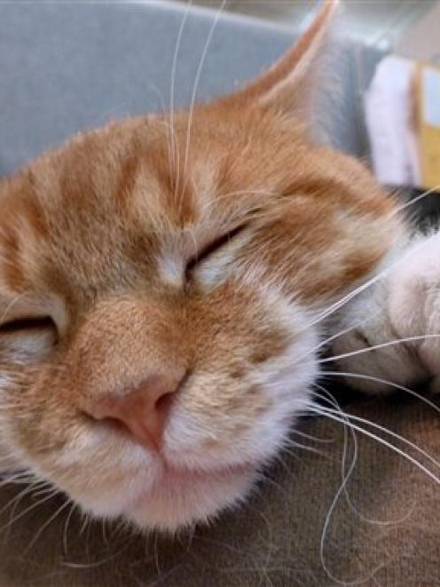 Daniel the polydactyl cat. (AP Photo/Carrie Antlfinger)