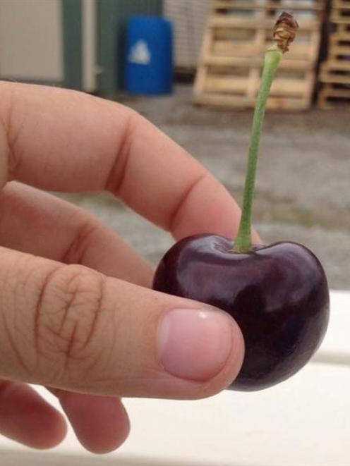 Dark, blood-red and delectable - an Export Cherry. Photo by Roy Colbert.