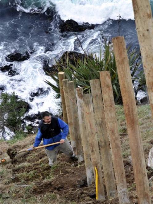 Dave McLean helps put in  posts for a predator-proof fence  on the edge of the cliffs at St Clair...