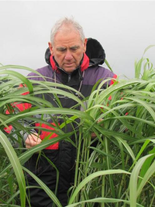 David Buckleigh, of Miscanthus New Zealand in Rotorua, inspects the miscanthus shelter belt on...