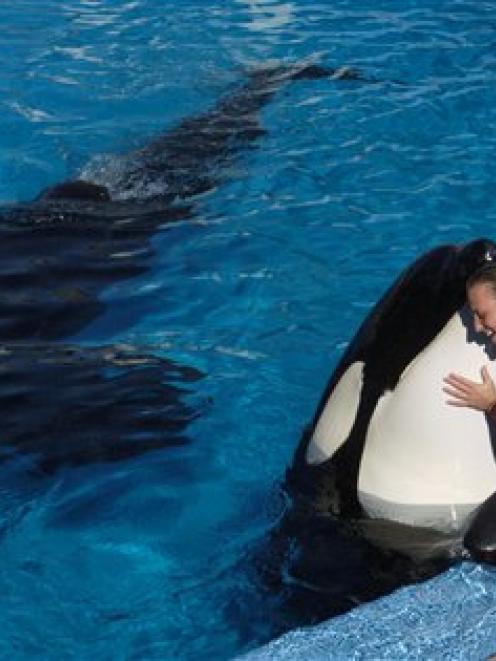 Dawn Brancheau, a whale trainer at SeaWorld Adventure Park, is shown while performing in 2005....