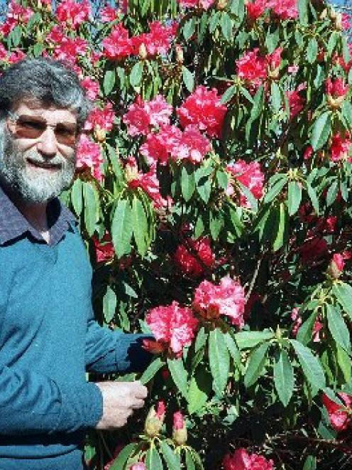 Denis Hughes in his element, alongside a rhododendron. Photo: ODT files.