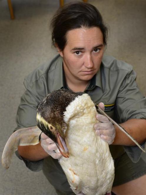 Department of Conservation biodiversity ranger Mel Young holds a yellow-eyed penguin, which  died...