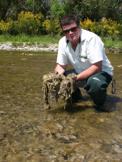 Department of Conservation freshwater ranger Pete Ravenscroft shows didymo infestation in the...