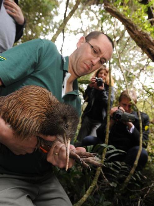 Department of Conservation Haast Tokoeka team leader Neil Freer prepares one of 10 tokoeka kiwis...