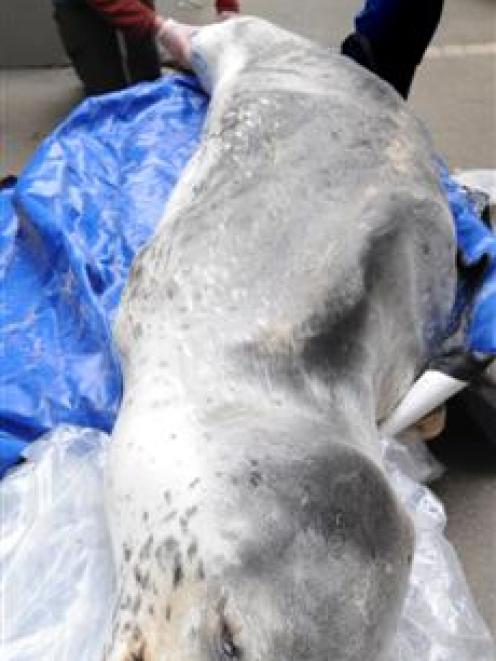 Department of Conservation marine ranger Jim Fyfe admires the specimen of a 3-metre-long leopard...