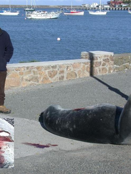 Department of Conservation officer Kevin Pearce stands near a leopard seal he was checking at...