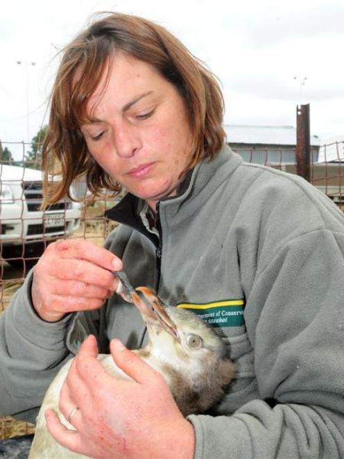 Department of Conservation ranger Cheryl Pullar feeds salmon smolt to yellow-eyed penguin chicks...