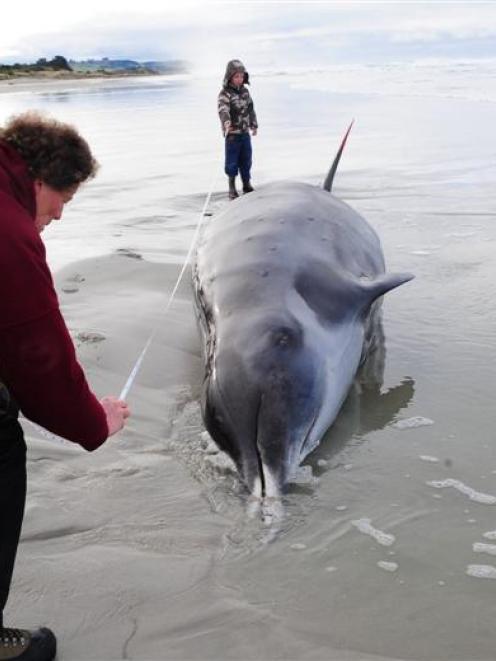 Department of Conservation ranger Graeme Loh measures up a dead beaked whale on Ocean View Beach...