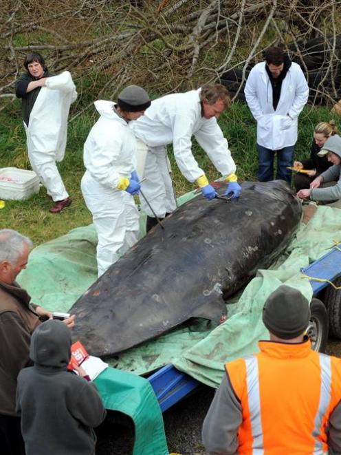 Department of Conservation staff Cheryl Pullar (left) and Jim Fyfe begin an autopsy in Dunedin on...