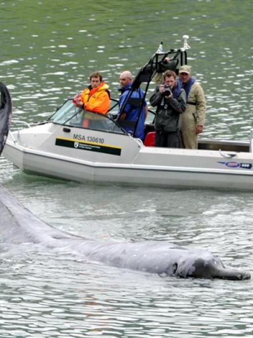 Department of Conservation staff make a noise with their outboard motor in an attempt to move a...