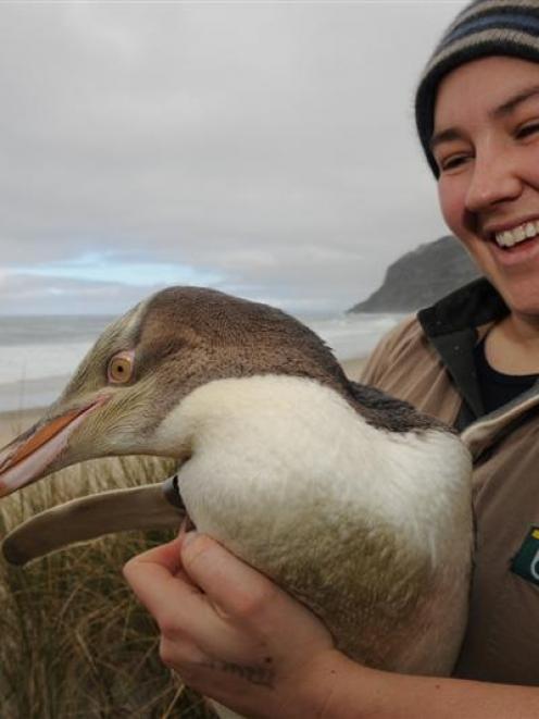 Department of Conservation worker Mel Young prepares to release the island-hopping juvenile...