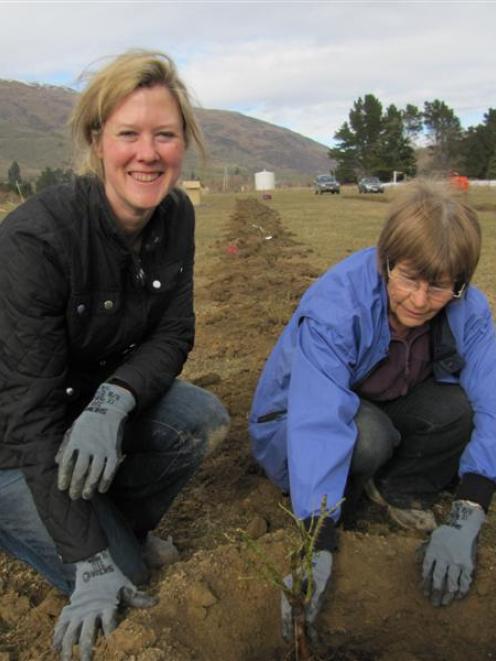 Desiree Reid (left) is helped by  Shirley Jones, of Wanaka, to plant damask roses in the Cardrona...