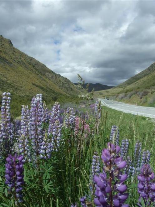 Despite their reputation as a damaging weed, lupins provide a carpet of colour throughout the...