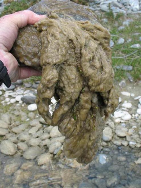 Didymo scooped from the Waitaki River near the confluence with the Otiake River. Photo by Fish...
