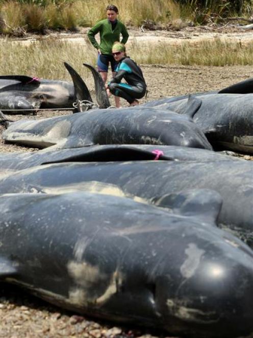 Disappointed volunteers look over the bodies of 21 pilot whales, part of a large pod that...