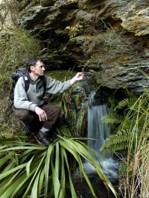 Doc botanist Mike Thorsen examines the plant life in a gorge in the Macraes area. He discovered a...