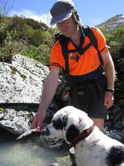 Doc ranger and handler Paul van Klink shows Hoki, a  4-year-old Border collie/springer spaniel...