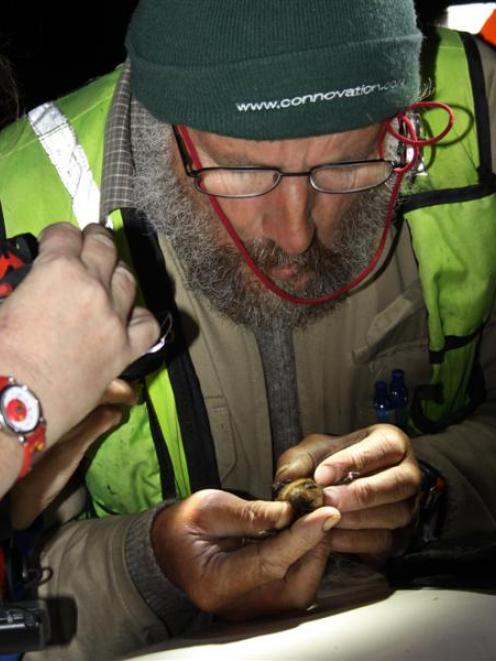 Doc Wakatipu bio-assets manager Barry Lawrence checks the gender of a long-tailed bat. Photo by...