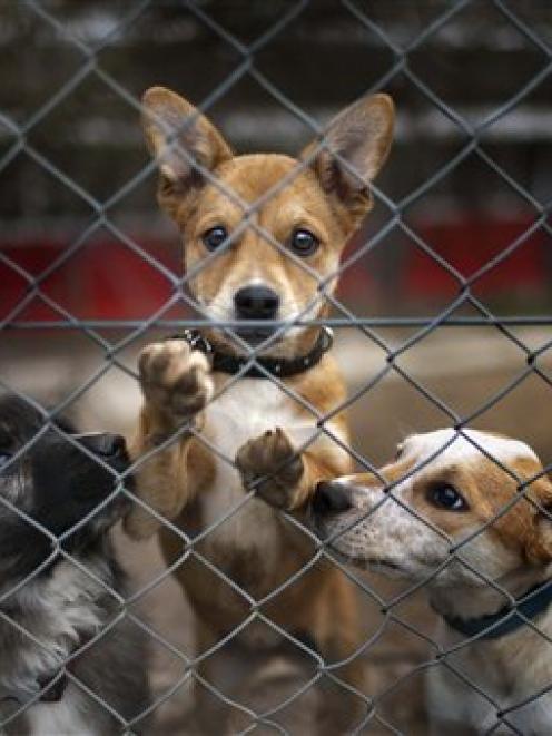Dogs are seen behind a fence at an animal home in Kloten, Switzerland. (AP Photo/KEYSTONE/Gaetan...