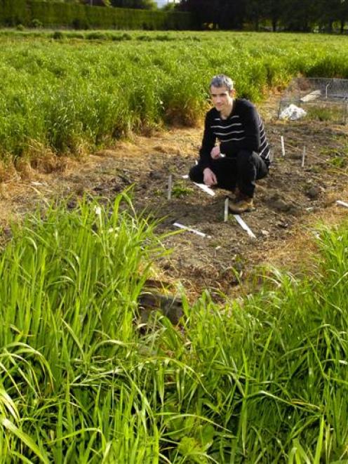 Dr Alexis Guerin research leader edible fungi Crop and Food Research at Invermay on the spot...