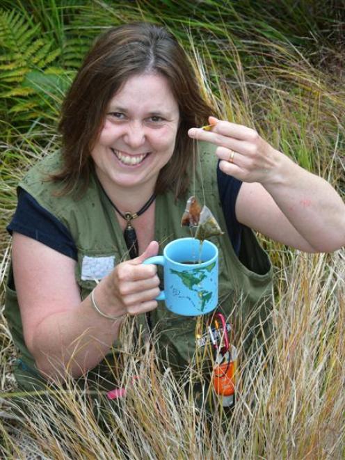 Dr Barbara Anderson, of Landcare Research, Dunedin, is using tea bags to help track climate...