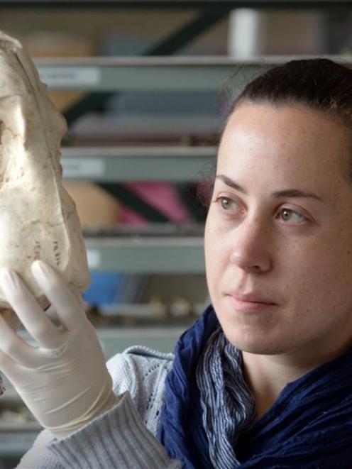 Dr Catherine Collins has used DNA from ancient and modern sea lion bones  to determine endemic...