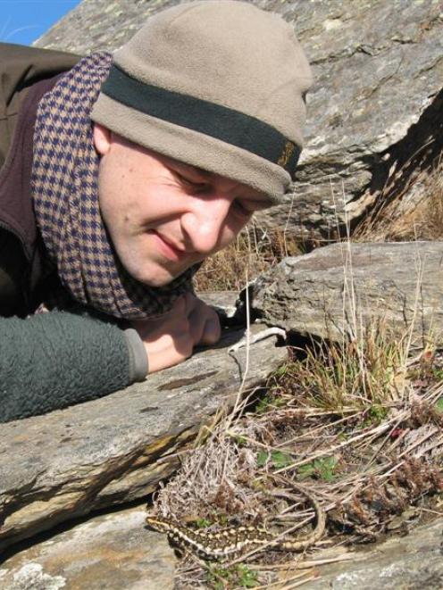 Dr James Reardon looks at a sub-adult Otago skink within the predator-proof fence at Macraes Flat...
