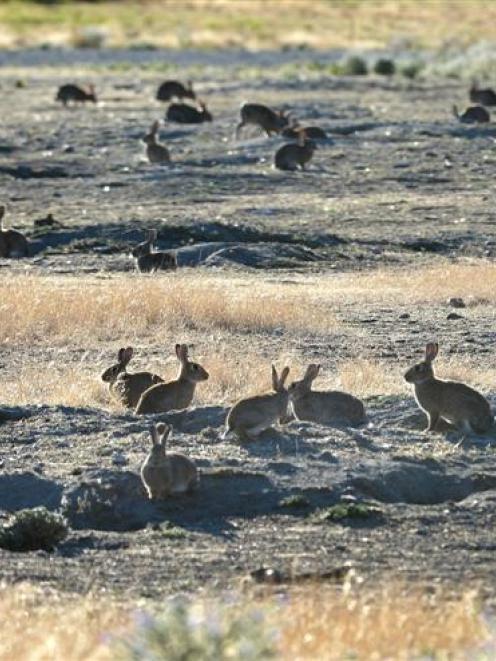 Dry conditions have helped rabbit numbers increase. Photo by Stephen Jaquiery.