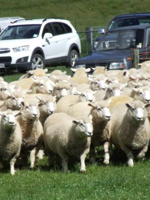 Dry hoggets on display at the field day on the farm of Phill Hunt and Lizzie Carruthers near...