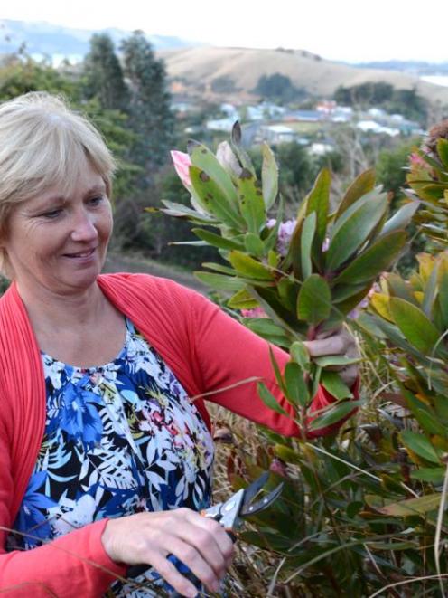 Dunedin ACC campaigner and claimant Dr Denise Powell, at her Otago Peninsula home. Photo by Linda...