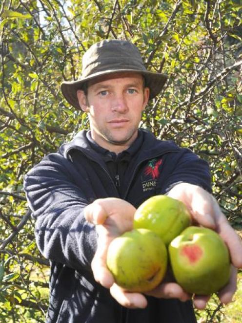 Dunedin Botanic Garden geographic and arboretum collection curator Dylan Norfield shows discarded...