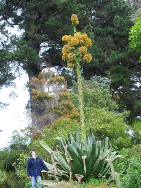 Dunedin Botanic garden geographic plant collection curator Dylan Norfield is dwarfed by the...