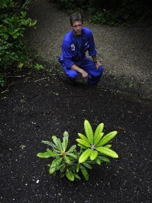 Dunedin Botanic Garden rhododendron collection curator Doug Thomson checks a rhododendron...