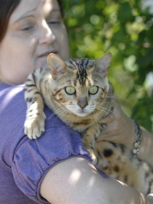 Bengal Cat Rule Claimed Unfair Otago Daily Times Online News