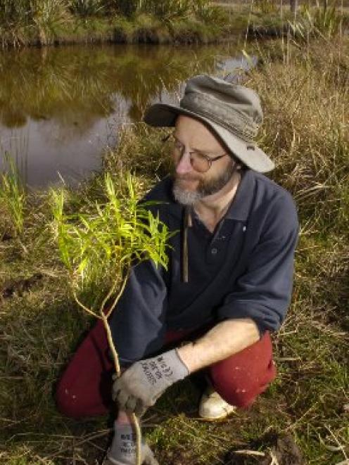 Dunedin Environment Centre Trust member Joseph Dougherty tends to a native tree planted alongside...